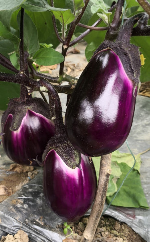 早紅茄2號(hào).jpg